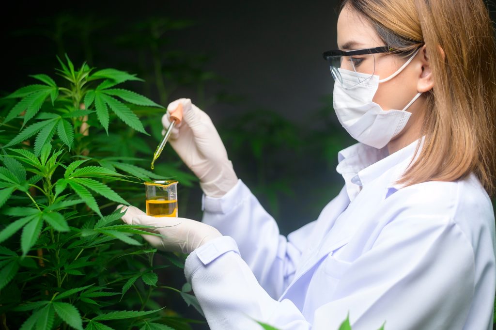 A scientist is checking and analyzing a cannabis experiment , holding beaker of cbd oil in a laborat