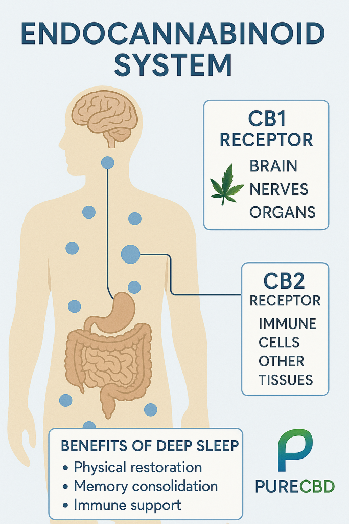Relaxation and lifestyle tips to combine with CBD oils for sleep