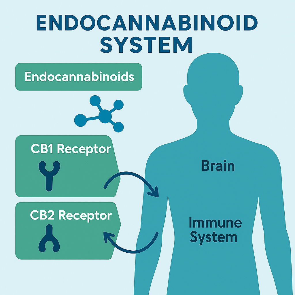 CBD effects on endocannabinoid system, serotonin, and GABA receptors